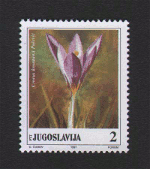Crocus kosaninii Pulević - 1991  godina